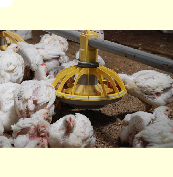 Automatic Feeding System supplier and manufacturer